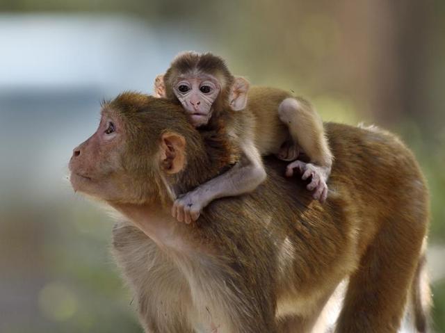 A rhesus monkey mother carries her child as they try to catch up with their group at the National Zoological Park in New Delhi. (Gurinder Osan/HT PHOTO) 
