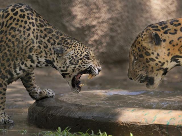 “Water truce?”: Jaguars take a stance near a common water body at the National Zoological Park in New Delhi on a hot summer day.  (Gurinder Osan/HT PHOTO) 