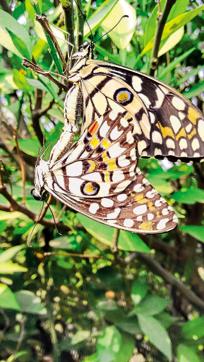 Lime butterflies. (PHOTO: GURINDERJIT S SANDHU)