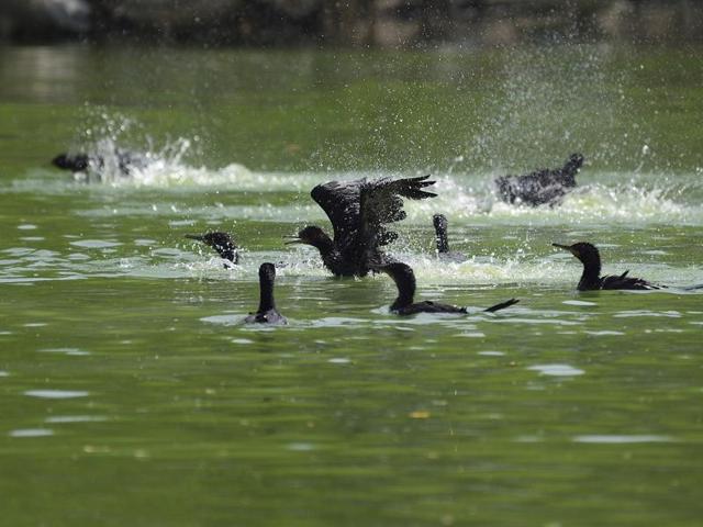 Meanwhile, cormorants have their part of fun, splashing in water to stay cool. (Gurinder Osan/HT PHOTO) 