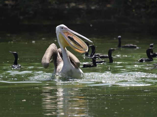 “A perfect catch!” A pelican grabs a fish in the cool water of the National Zoological Park in New Delhi, along with cormorants. (Gurinder Osan/HT PHOTO) 