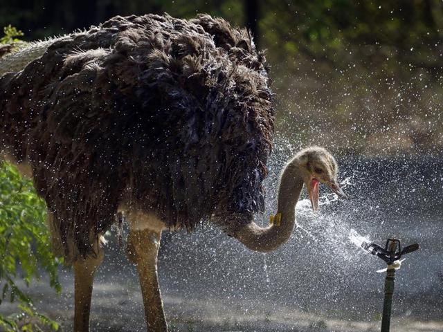 An ostrich drinks  water from a sprinkler while also playing with it, as it seeks some respite from the heat in the Capital, where the mercury is over 45 degrees. (Gurinder Osan/HT PHOTO) 