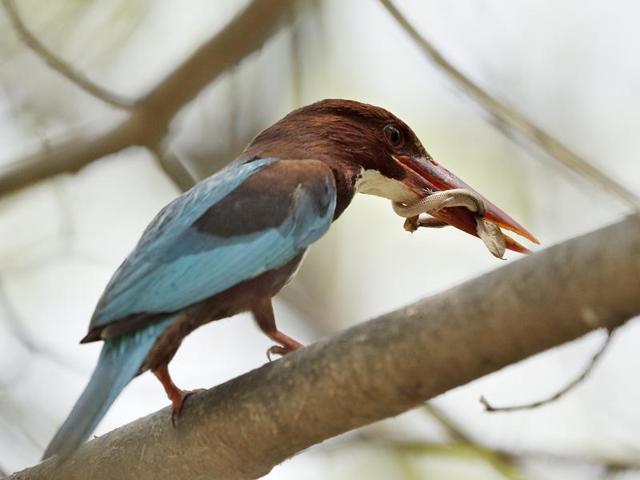 “Gotcha!” A white-throated Kingfisher eats a lizard at the National Zoological Park. Survival is the key on such hot days. While beasts find their solace in the cool waters, birds like this find theirs in such catches. (Gurinder Osan/HT PHOTO) 