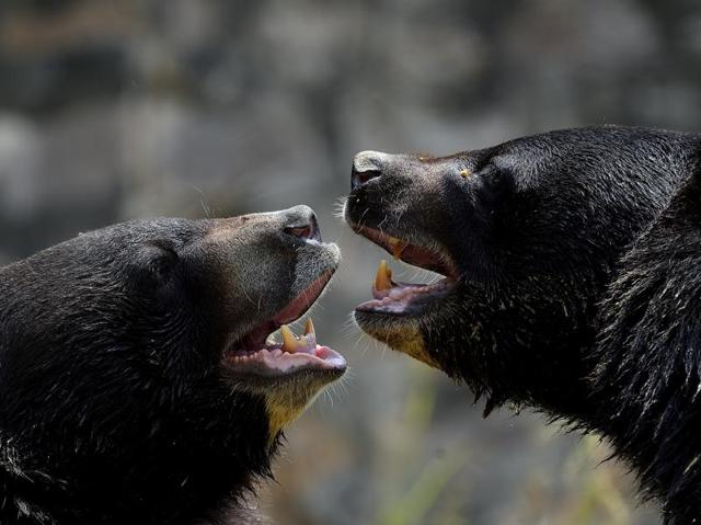 Himalayan Black Bear play with each other in a water body at Delhi’s National Zoological Park on Saturday. It’s tough for these beasts on such a hot summer day.  (Gurinder Osan/HT PHOTO) 