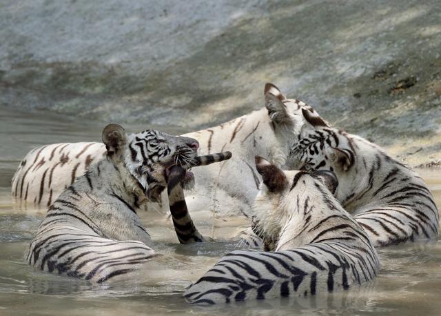 Tale of tails: Young White Tigers play in a pool of water at the National Zoological Park.  (Gurinder Osan/HT PHOTO) 