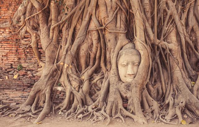 The head of a Buddha statue amid the roots of a banyan tree at Wat Mahathat temple, Ayutthaya, Thailand (Shutterstock) The head of a Buddha statue amid the roots of a banyan tree at Wat Mahathat temple, Ayutthaya, Thailand (Shutterstock)