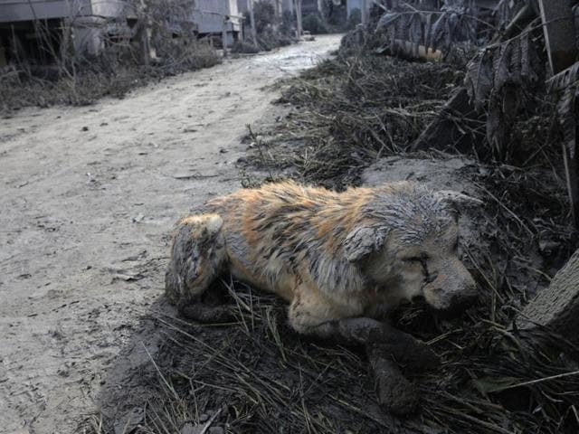 A dog is covered in ash following a deadly eruption of Mount Sinabung volcano in Gamber Village, North Sumatra, Indonesia May 22, 2016. (REUTERS) 