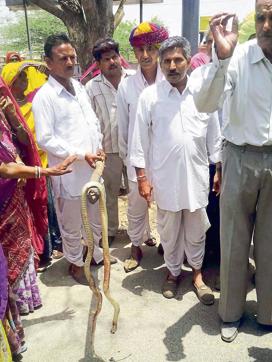 Villagers show the dead snake during their protest in Ajmer on Monday. (HT Photo) Villagers show the dead snake during their protest in Ajmer on Monday. (HT Photo)