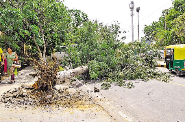 Tree uprooted at Sector 29, in front of Kingdom of Dreams. (Abhinav Saha/HT Photo) Tree uprooted at Sector 29, in front of Kingdom of Dreams. (Abhinav Saha/HT Photo)