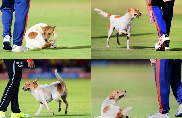 This stray hogged the limelight in the game between Rising Pune Supergiants and Delhi Daredevils. (AFP) This stray hogged the limelight in the game between Rising Pune Supergiants and Delhi Daredevils. (AFP)