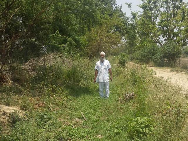 A farmer showing a weed-clogged irrigation drain Kotli Rajwaha in Patiala on Monday.(HT Photo)