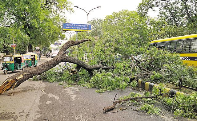 Tree uprooted near Sukhrali Pond. (Abhinav Saha/HT Photo) Tree uprooted near Sukhrali Pond. (Abhinav Saha/HT Photo)