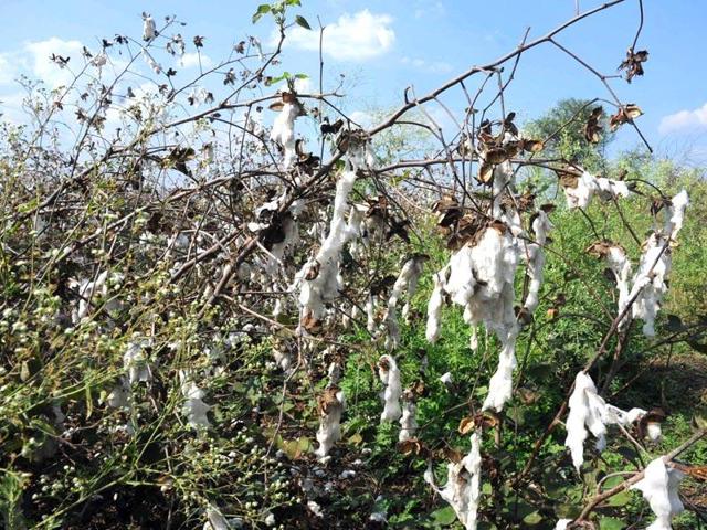India has temporarily withdrawn an order capping royalties on any new variety of genetically-modified (GM) cotton seeds, a government source said on Monday, bringing relief to U.S.-based Monsanto Co, the market’s sole supplier. (HT File Photo) India has temporarily withdrawn an order capping royalties on any new variety of genetically-modified (GM) cotton seeds, a government source said on Monday, bringing relief to U.S.-based Monsanto Co, the market’s sole supplier. (HT File Photo)