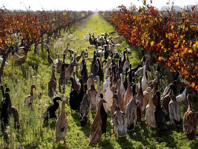 Each day, a quack squad of killer ducks is released for the first of two sorties at South Africa’s Vergenoegd wine farm in Stellenbosch. (REUTERS) Each day, a quack squad of killer ducks is released for the first of two sorties at South Africa’s Vergenoegd wine farm in Stellenbosch. (REUTERS)