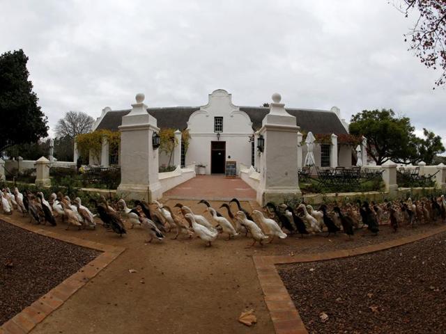 A line of Indian Runner Ducks walk past farm buildings at the Vergenoegd wine estate. (REUTERS) A line of Indian Runner Ducks walk past farm buildings at the Vergenoegd wine estate. (REUTERS)