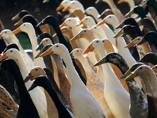 Their mission is to seek and destroy thousands of pests out to ruin the season’s harvest. (REUTERS) Their mission is to seek and destroy thousands of pests out to ruin the season’s harvest. (REUTERS)