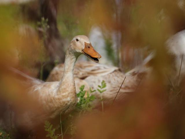 These ducks do not waddle. Instead, they run. (REUTERS) These ducks do not waddle. Instead, they run. (REUTERS)