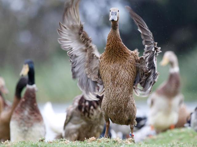 An Indian Runner duck dries off after a swim at the vineyard. They incubate their own eggs but often drop them where ever they happen to be. (REUTERS) An Indian Runner duck dries off after a swim at the vineyard. They incubate their own eggs but often drop them where ever they happen to be. (REUTERS)