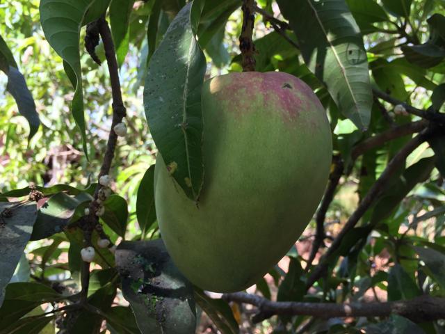 The mangoes of Ratnagiri are exported around the world (Photo: Atithi Parinay) The mangoes of Ratnagiri are exported around the world (Photo: Atithi Parinay)