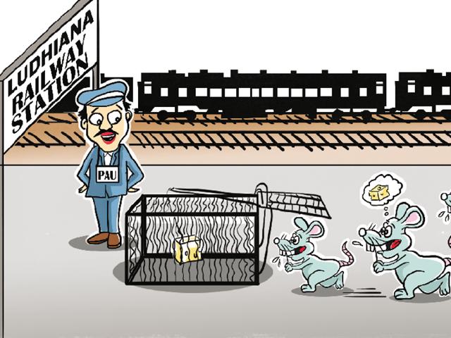 Under the project, which was initiated through techniques, provided by the PAU, rat menace will now be dealt with at six more railway stations. (Illustration by Daljeet Kaur Sandhu) Under the project, which was initiated through techniques, provided by the PAU, rat menace will now be dealt with at six more railway stations. (Illustration by Daljeet Kaur Sandhu)