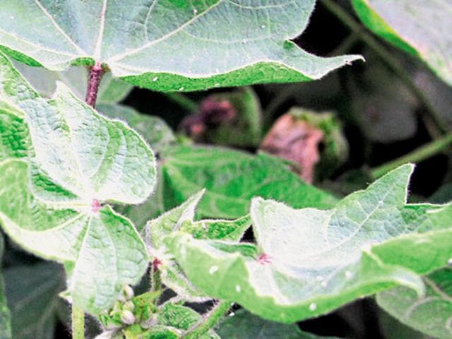 Cotton crop under whitefly attack. Punjab farmers dread taking the risk again. (HT File Photo) Cotton crop under whitefly attack. Punjab farmers dread taking the risk again. (HT File Photo)