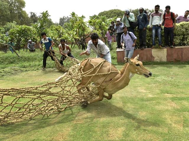 The Asiatic antelope, identified as an adult female, was trapped using rescue nets and was found to be in good health after undergoing checkups. (Arvind Yadav/HT Photo) The Asiatic antelope, identified as an adult female, was trapped using rescue nets and was found to be in good health after undergoing checkups. (Arvind Yadav/HT Photo)
