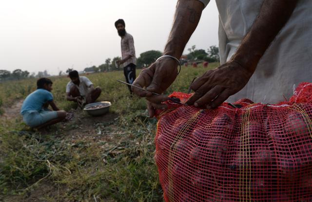 A farmer packs onions for sale in market in a field some 30km north of Chandigarh. (AFP) A farmer packs onions for sale in market in a field some 30km north of Chandigarh. (AFP)