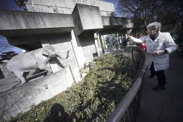 In this Jan. 27, 2016 file photo, Marian Hara, right, dances and gestures until Hanako the elephant raises her trunk and comes close to the edge of its pen. (AP) In this Jan. 27, 2016 file photo, Marian Hara, right, dances and gestures until Hanako the elephant raises her trunk and comes close to the edge of its pen. (AP)