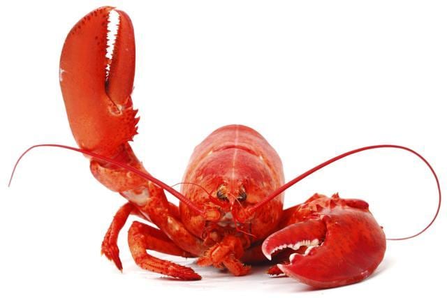 The cholesterol in a lobster may well pass out of our systems; it doesn’t hang around, looking for arteries to clog. (Shutterstock) The cholesterol in a lobster may well pass out of our systems; it doesn’t hang around, looking for arteries to clog. (Shutterstock)
