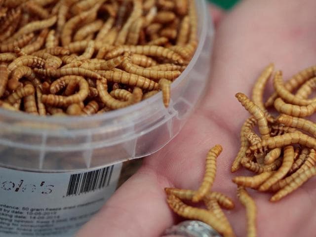 An attendee of the 'Eating Insects Detroit: Exploring the Culture of Insects as Food and Feed' conference shows edible freeze-dried mealworms at Wayne State University in Detroit, Michigan. (REUTERS) An attendee of the 'Eating Insects Detroit: Exploring the Culture of Insects as Food and Feed' conference shows edible freeze-dried mealworms at Wayne State University in Detroit, Michigan. (REUTERS)