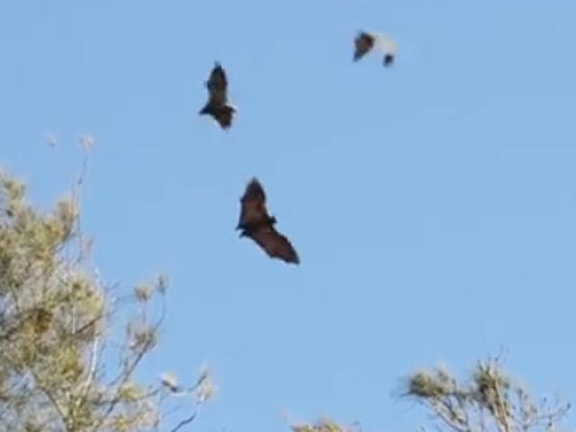 The grey-headed flying fox have covered almost every surface and every tree in Batemans Bay in New South Wales. (Facebook video screengrab) The grey-headed flying fox have covered almost every surface and every tree in Batemans Bay in New South Wales. (Facebook video screengrab)