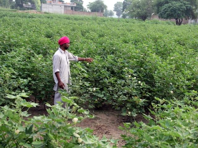 The area under cultivation has dropped from around 5 lakh hectares last season to 2.75 lakh hectares this year. (HT File Photo) The area under cultivation has dropped from around 5 lakh hectares last season to 2.75 lakh hectares this year. (HT File Photo)