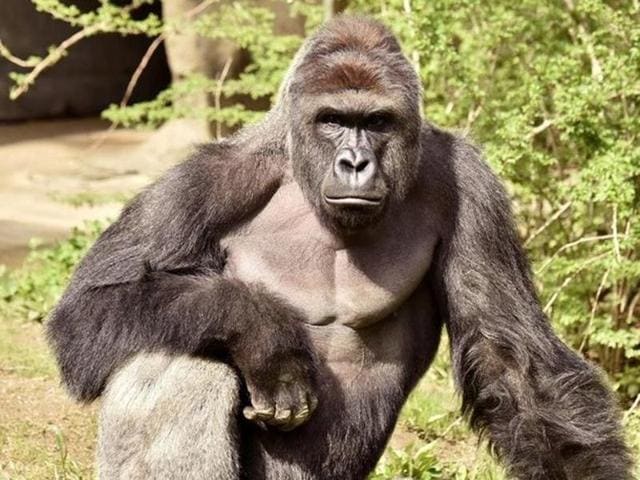 Harambe, a 17-year-old gorilla at the Cincinnati Zoo is pictured in this undated handout photo provided by Cincinnati Zoo. The gorilla was killed by the zoo authorities after a 3-year-old boy fell into its enclosure.(Reuters)