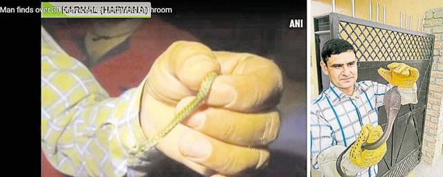 In a grab from the ANI video, it is clearly a Checkered keelback hatchling crawling over Fafdana's hand; (right) Fafdana tried to pass off a dated picture of himself with an adult cobra, which was rescued from another house, as the mother of hatchlings rescued from the Karnal bathroom. (ANI/Satish Fafdana) In a grab from the ANI video, it is clearly a Checkered keelback hatchling crawling over Fafdana's hand; (right) Fafdana tried to pass off a dated picture of himself with an adult cobra, which was rescued from another house, as the mother of hatchlings rescued from the Karnal bathroom. (ANI/Satish Fafdana)