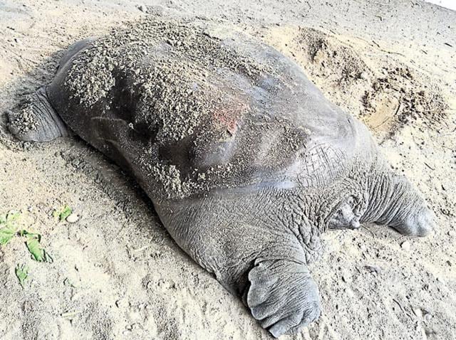 The Indian softshell turtle rescued from Patiala’s Rajindera lake. (MC Zoological park, Chhatbir) The Indian softshell turtle rescued from Patiala’s Rajindera lake. (MC Zoological park, Chhatbir)