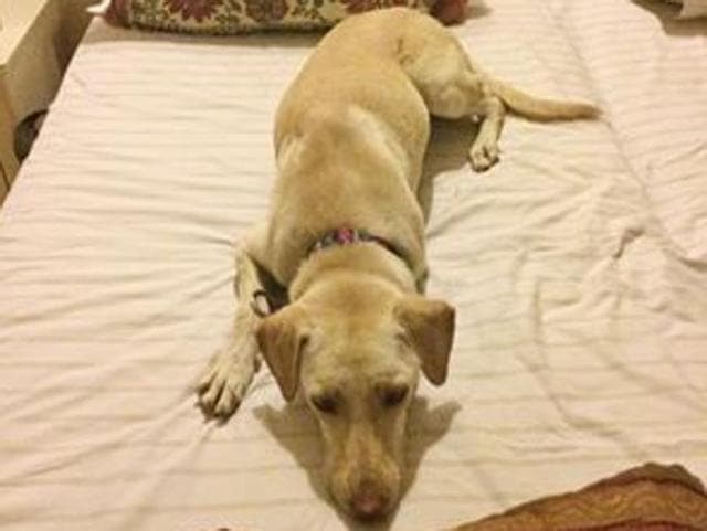 Thumki was found outside the fence surrounding Central Park, Golf Course road on May 28. (HT Photo) Thumki was found outside the fence surrounding Central Park, Golf Course road on May 28. (HT Photo)