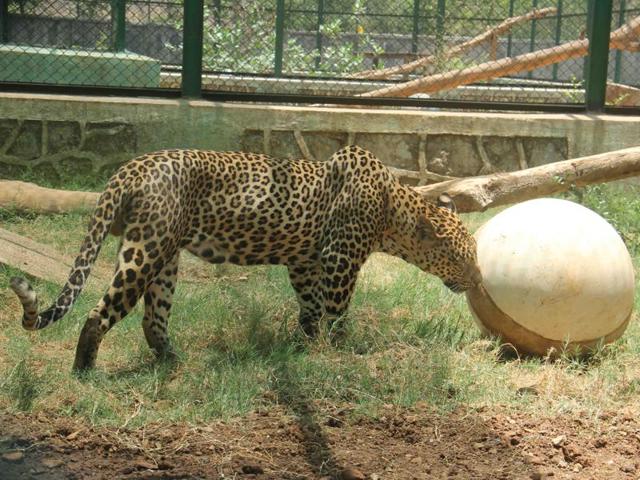 Leopards at the Sanjay Gandhi National Park in Mumbai have been put on a fitness regimen after many of them were found falling prey to lifestyle illnesses.(Pramod Thakur/HT Photo)