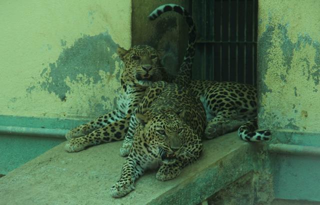 The Sanjay Gandhi National Park in Mumbai is home to eight female and seven male leopards. (Pramod Thakur/HT Photo)