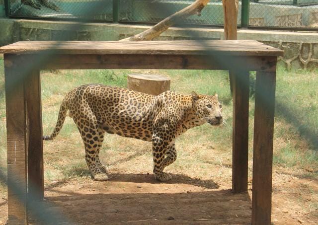Fifteen-foot wooden logs have been put inside each enclosure to mimic the natural habitat of the wild cats. (Pramod Thakur/HT Photo)