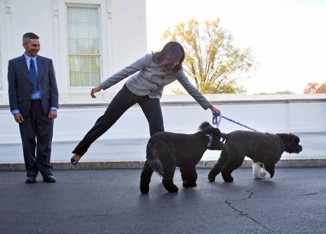 First Lady Michelle Obama is pulled away by her dogs Bo and Sunny, after welcoming the Official White House Christmas Tree to the White House in Washington. (AP File Photo) First Lady Michelle Obama is pulled away by her dogs Bo and Sunny, after welcoming the Official White House Christmas Tree to the White House in Washington. (AP File Photo)