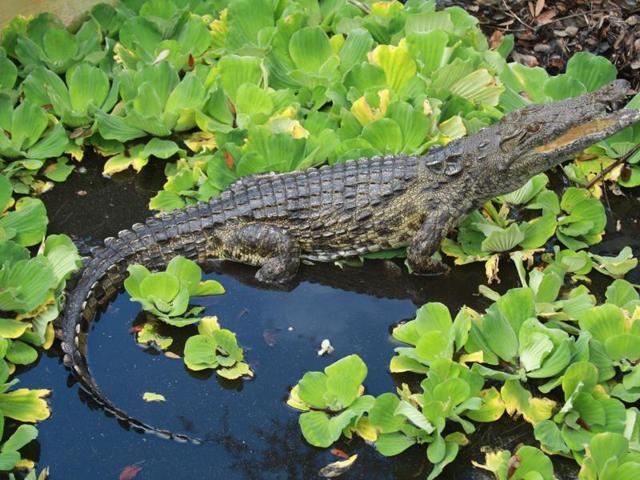 A woman struggled in vain to drag her friend from the jaws of a crocodile, off a northeast Australian beach, police said on Monday. (AP Photo) A woman struggled in vain to drag her friend from the jaws of a crocodile, off a northeast Australian beach, police said on Monday. (AP Photo)