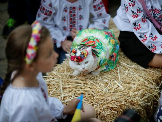This cat too is dressed in a traditional Ukrainian embroidered shirt. (REUTERS)