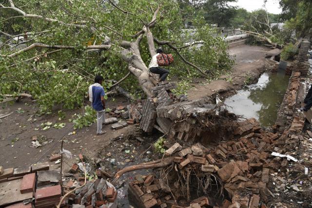 Two trees were uprooted in Ishwar Nagar. Residents said the PWD had left a renovation work near the trees midway. The trees fell in the strong winds as the soil was loose there. (S Burmaula / HT Photos) Two trees were uprooted in Ishwar Nagar. Residents said the PWD had left a renovation work near the trees midway. The trees fell in the strong winds as the soil was loose there. (S Burmaula / HT Photos)