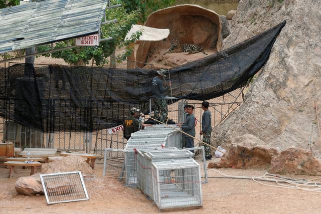 Officials try to lead a tiger into a cage as they start moving tigers from Thailand's controversial temple. (Reuters Photo) Officials try to lead a tiger into a cage as they start moving tigers from Thailand's controversial temple. (Reuters Photo)