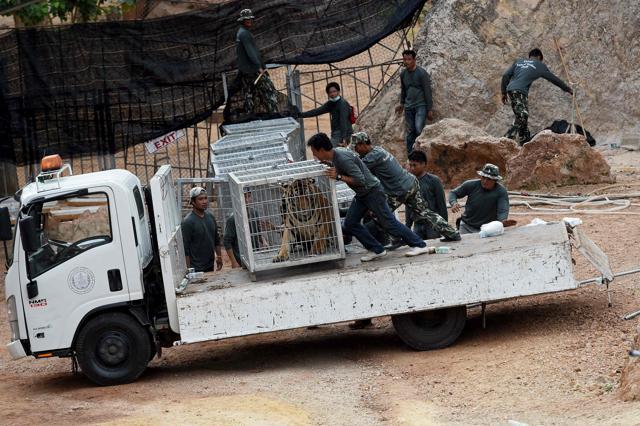 Thai wildlife officials load a cage containing a tiger onto a truck after they removed it from an enclosure at the Wat Pha Luang Ta Bua Tiger Temple in Kanchanaburi province, western Thailand. (AFP Photo) Thai wildlife officials load a cage containing a tiger onto a truck after they removed it from an enclosure at the Wat Pha Luang Ta Bua Tiger Temple in Kanchanaburi province, western Thailand. (AFP Photo)