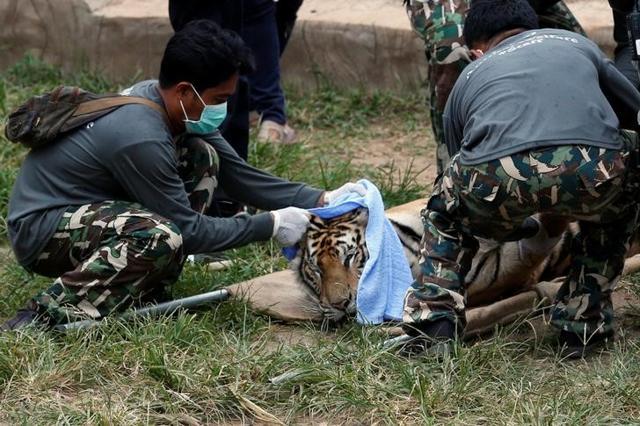 The Tiger Temple is a popular tourist destination that has come under fire in recent years over the welfare of its big cats in Kanchanaburi province, west of Bangkok, Thailand. (Reuters Photo) The Tiger Temple is a popular tourist destination that has come under fire in recent years over the welfare of its big cats in Kanchanaburi province, west of Bangkok, Thailand. (Reuters Photo)