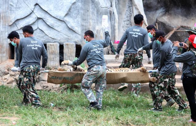 Wildlife officials carry a sedated tiger on a stretcher at the "Tiger Temple" in Saiyok district. (AP Photo) Wildlife officials carry a sedated tiger on a stretcher at the "Tiger Temple" in Saiyok district. (AP Photo)
