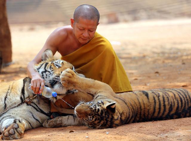 A Thai Buddhist monk gives water to a tiger from a bottle at the "Tiger Temple" in Saiyok district. (AP File Photo) A Thai Buddhist monk gives water to a tiger from a bottle at the "Tiger Temple" in Saiyok district. (AP File Photo)