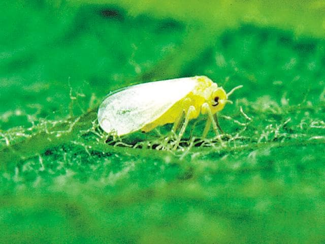Farmers advised neither to re-plough their crop nor spray pesticides. (HT Representative Image) Farmers advised neither to re-plough their crop nor spray pesticides. (HT Representative Image)