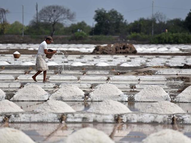 As  the salt crystallises in these beds, it is heaped up, ready to be moved.  Each batch takes about  15 days to make. (Pratham Gokhale) 
